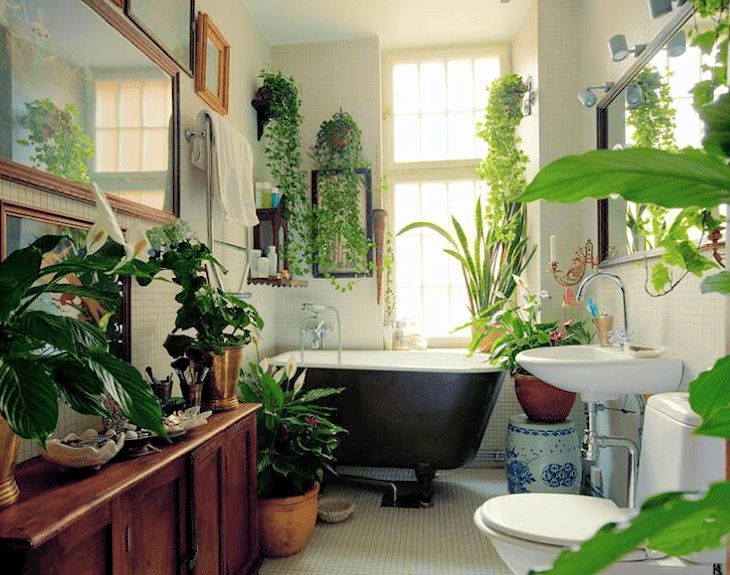 Cuarto de baño con gran variedad de plantas de interior