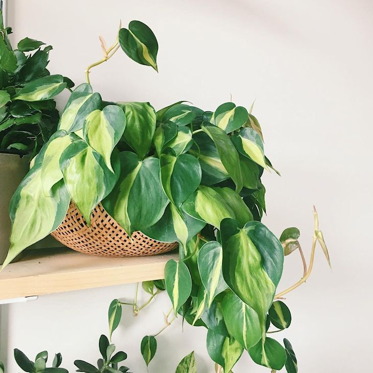 El Philodendron se adapta a zonas húmedas y requiere poco mantenimiento.