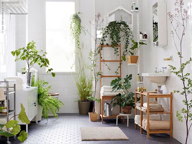 Plantas en el baño - Ideas para decorar baños con 5 plantas de poco mantenimiento