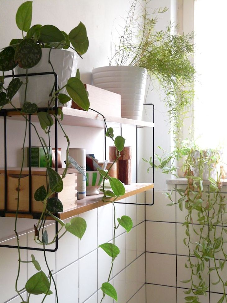 Potus en macetas o macetas colgantes, cualquier sea la opción que elijas para el baño esta planta siempre crecerá.