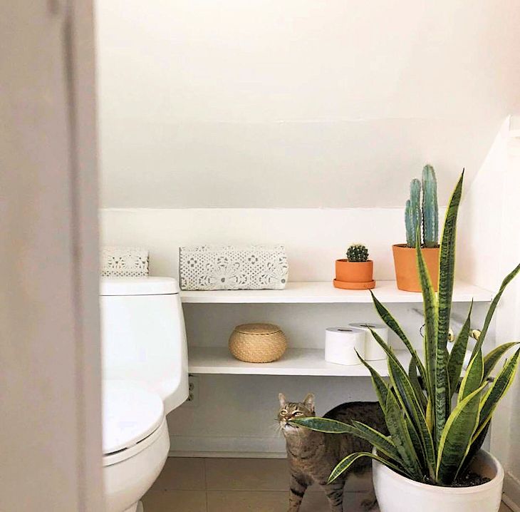 Sansevieria en el baño: una planta versátil que se adapta a todos los ambientes del hogar.
